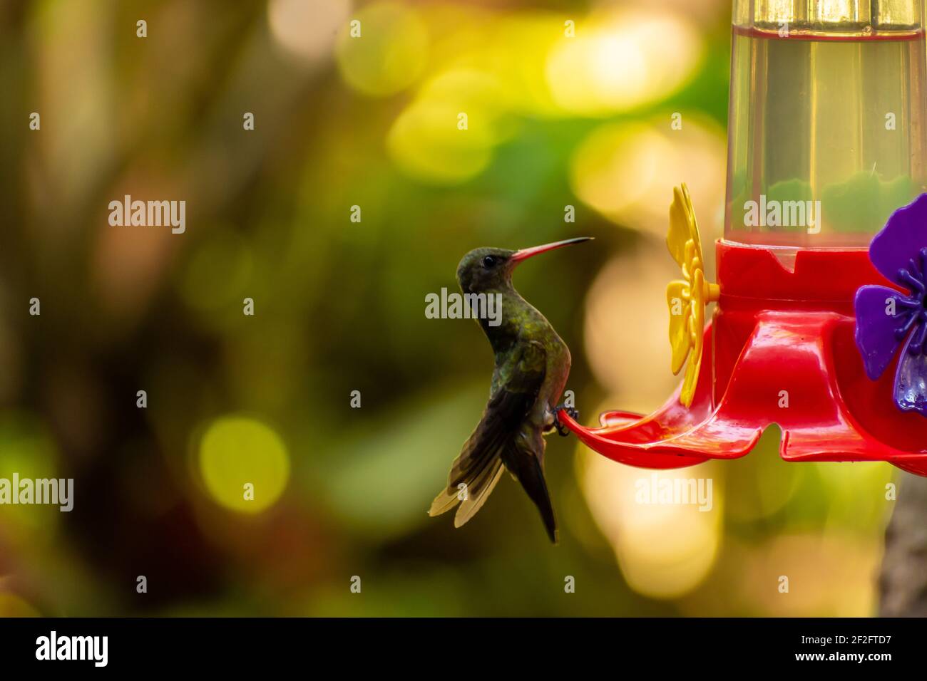 Un fuoco selettivo di un colibrì appollaiato su un alimentatore Foto Stock