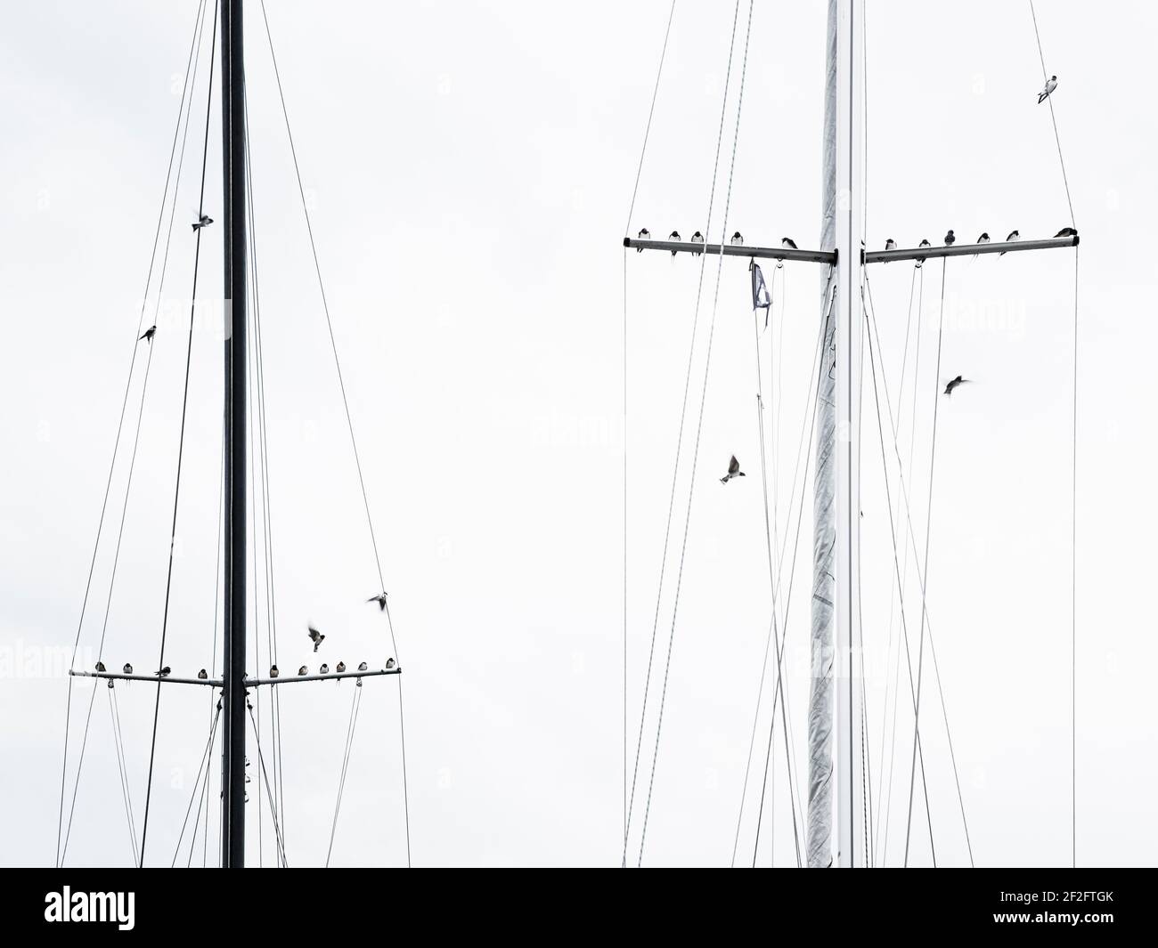 Swallows sui montanti della barca Foto Stock