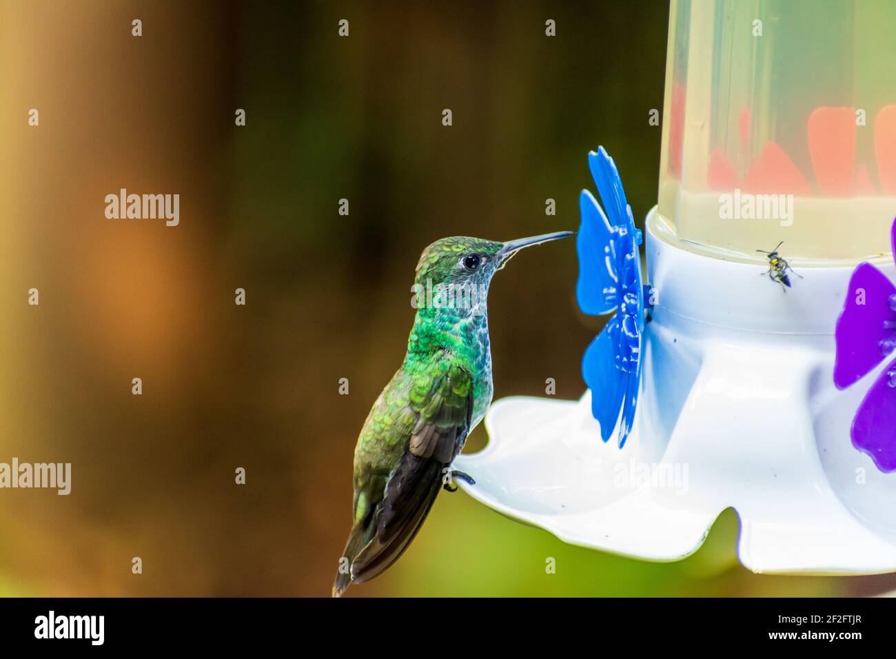 Un fuoco selettivo di un colibrì appollaiato su un alimentatore Foto Stock