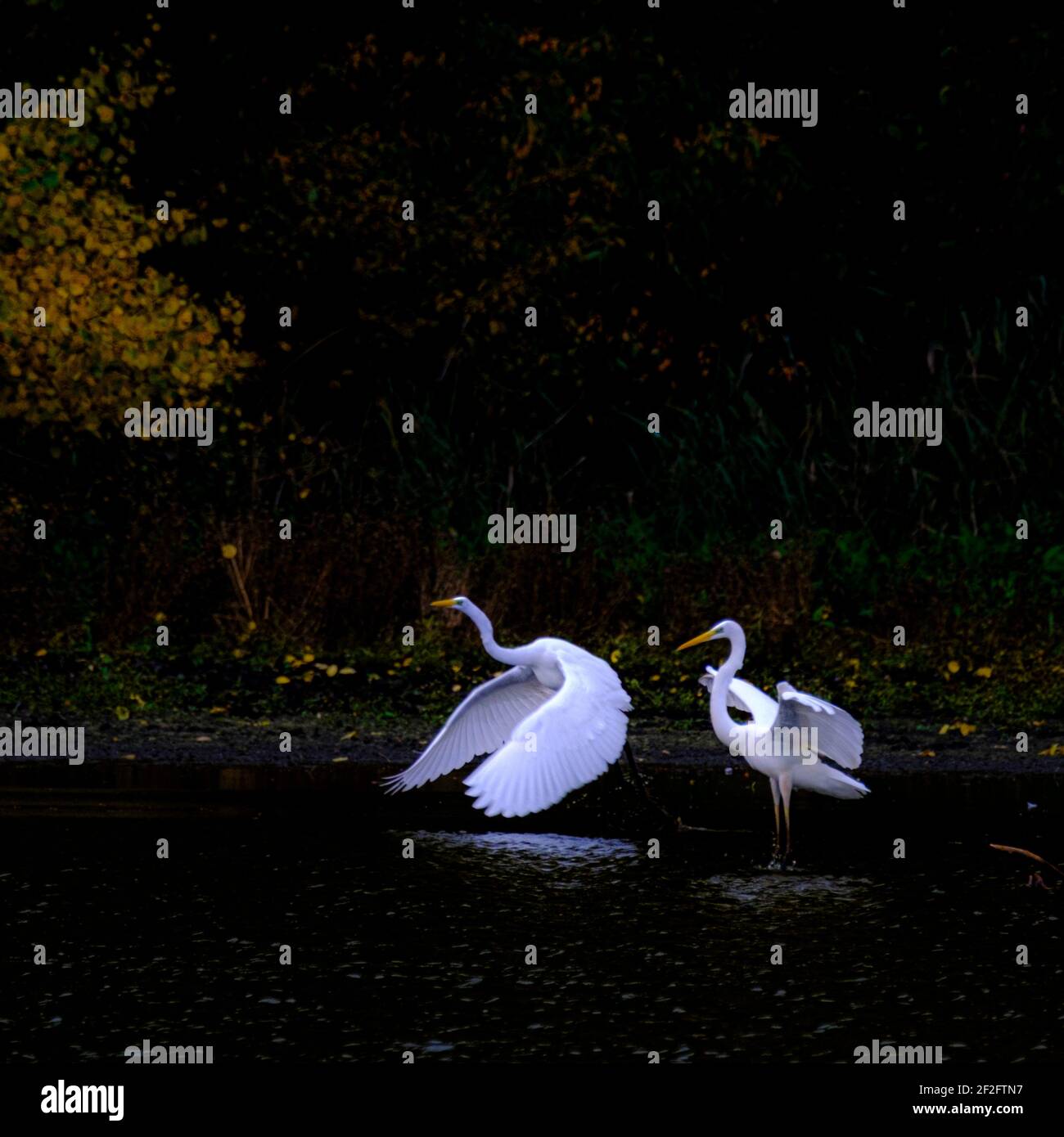 Grande Egret nel laghetto Foto Stock