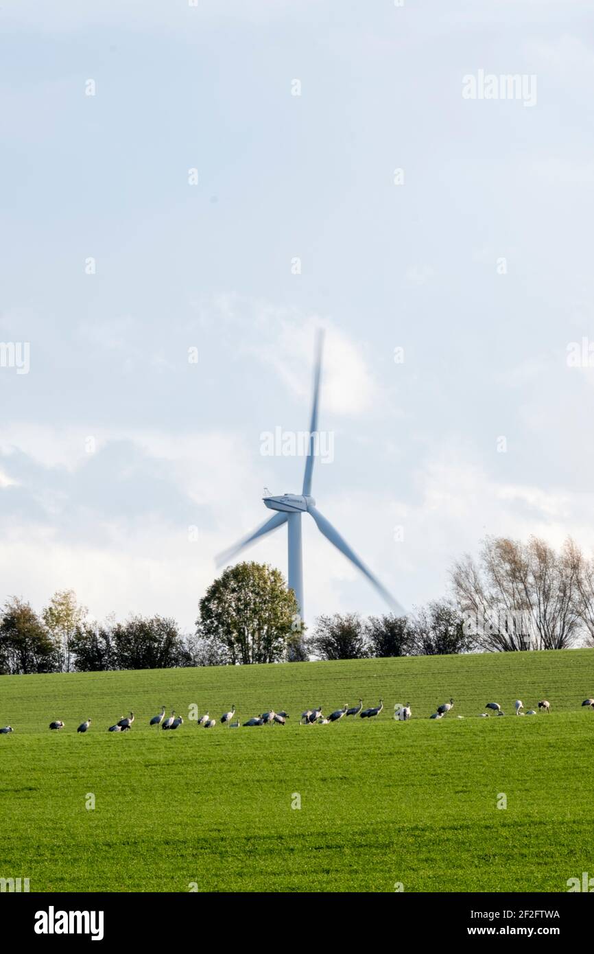 Gru sul campo con turbina eolica Foto Stock