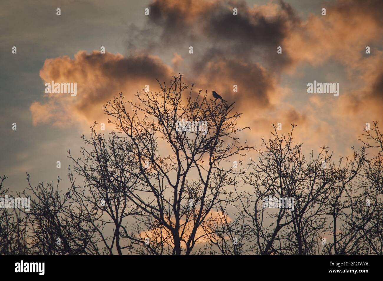 Una silhouette di una Magpie seduta sulla parte superiore di l'albero durante il tramonto Foto Stock