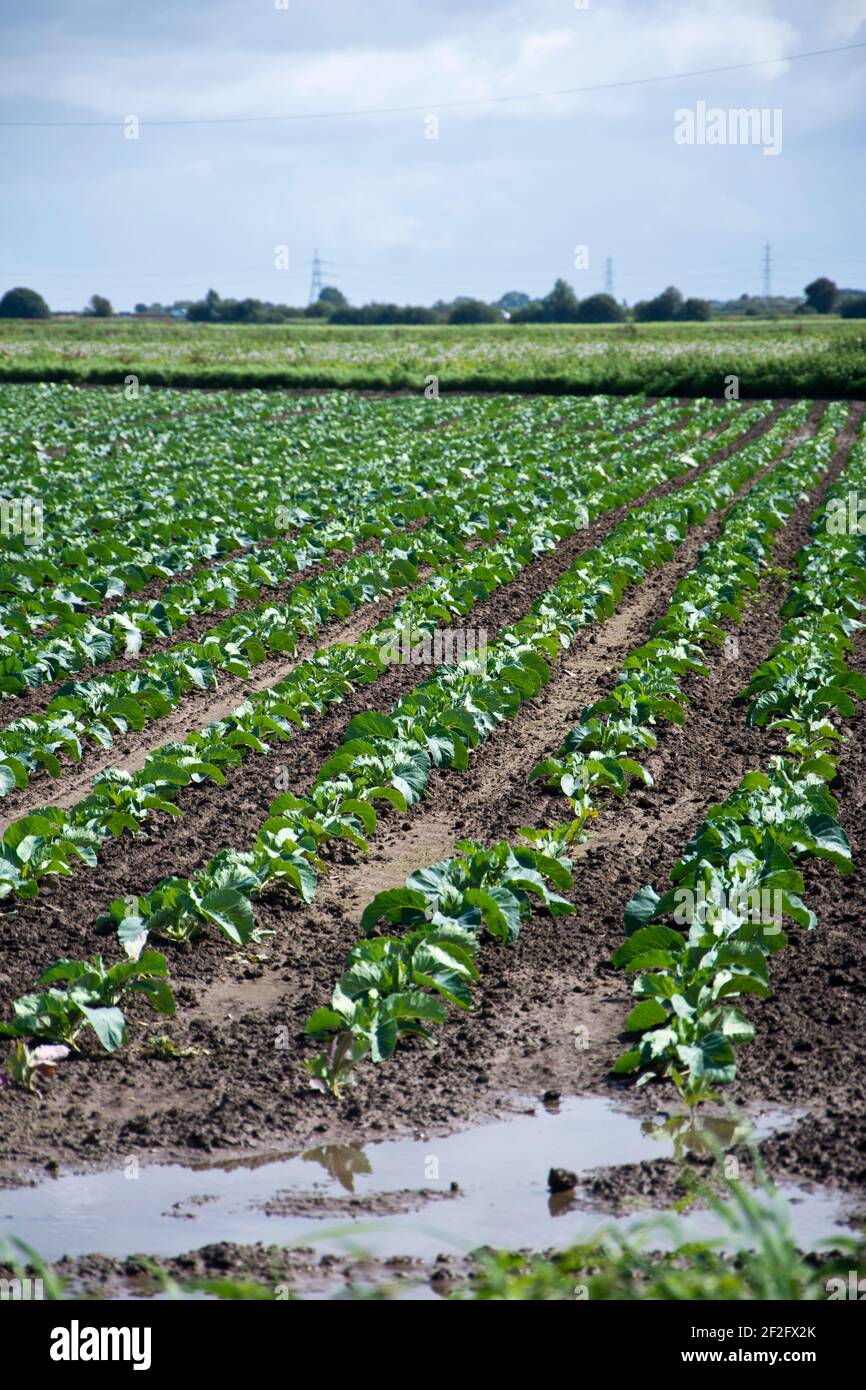 Giovane piantagione di brassica che cresce nel Lincolnshire Fens, Inghilterra, Regno Unito Foto Stock