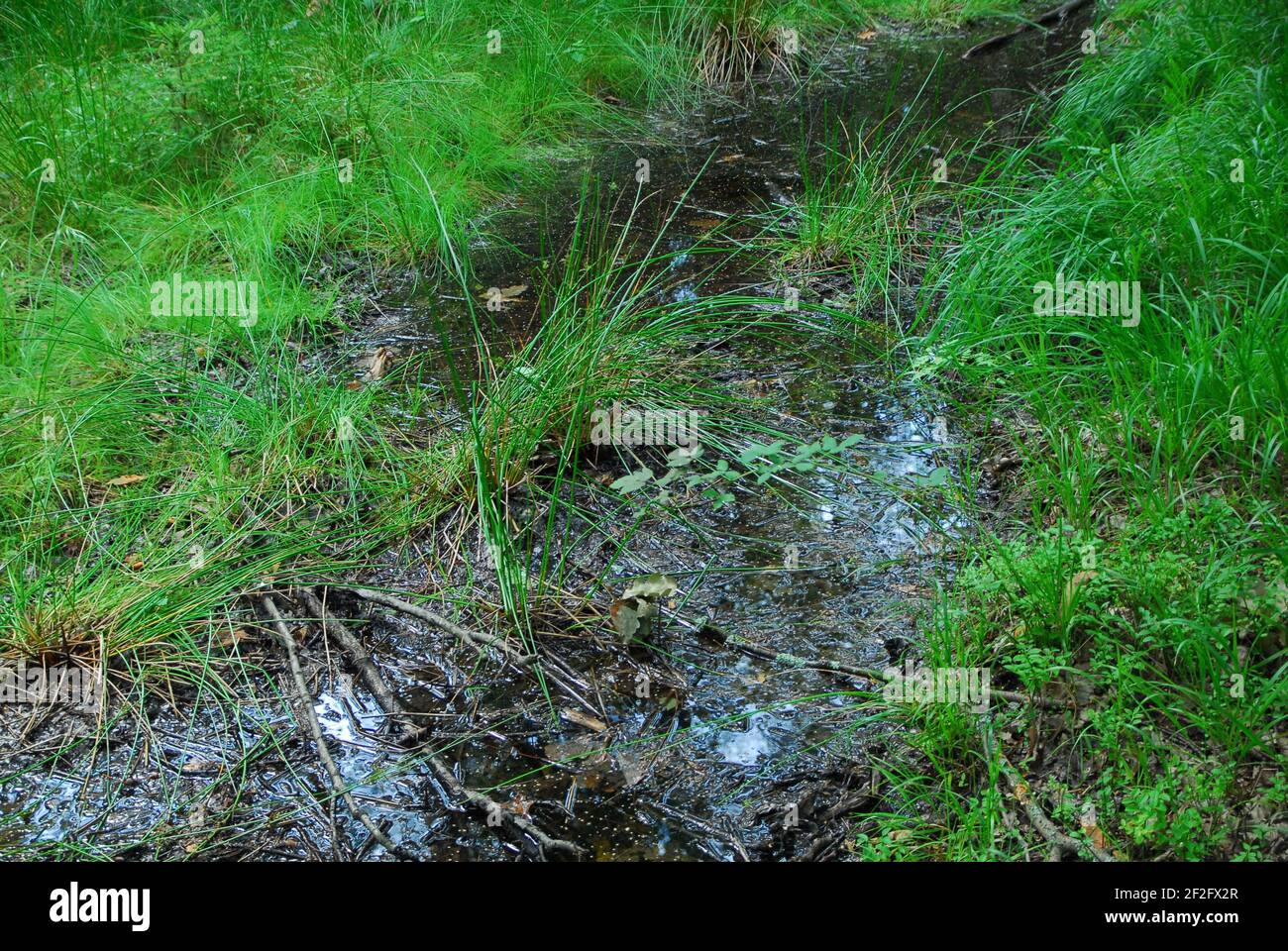 Foresta fiume, fiume, silvicoltura, foresta verde, erba boschiva Foto Stock