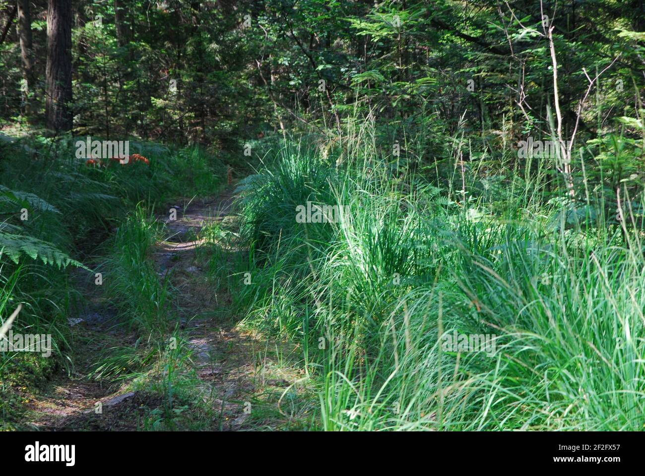 Fiume di foresta, fiume, silvicoltura, foresta verde, cespuglio, erba di foresta Foto Stock