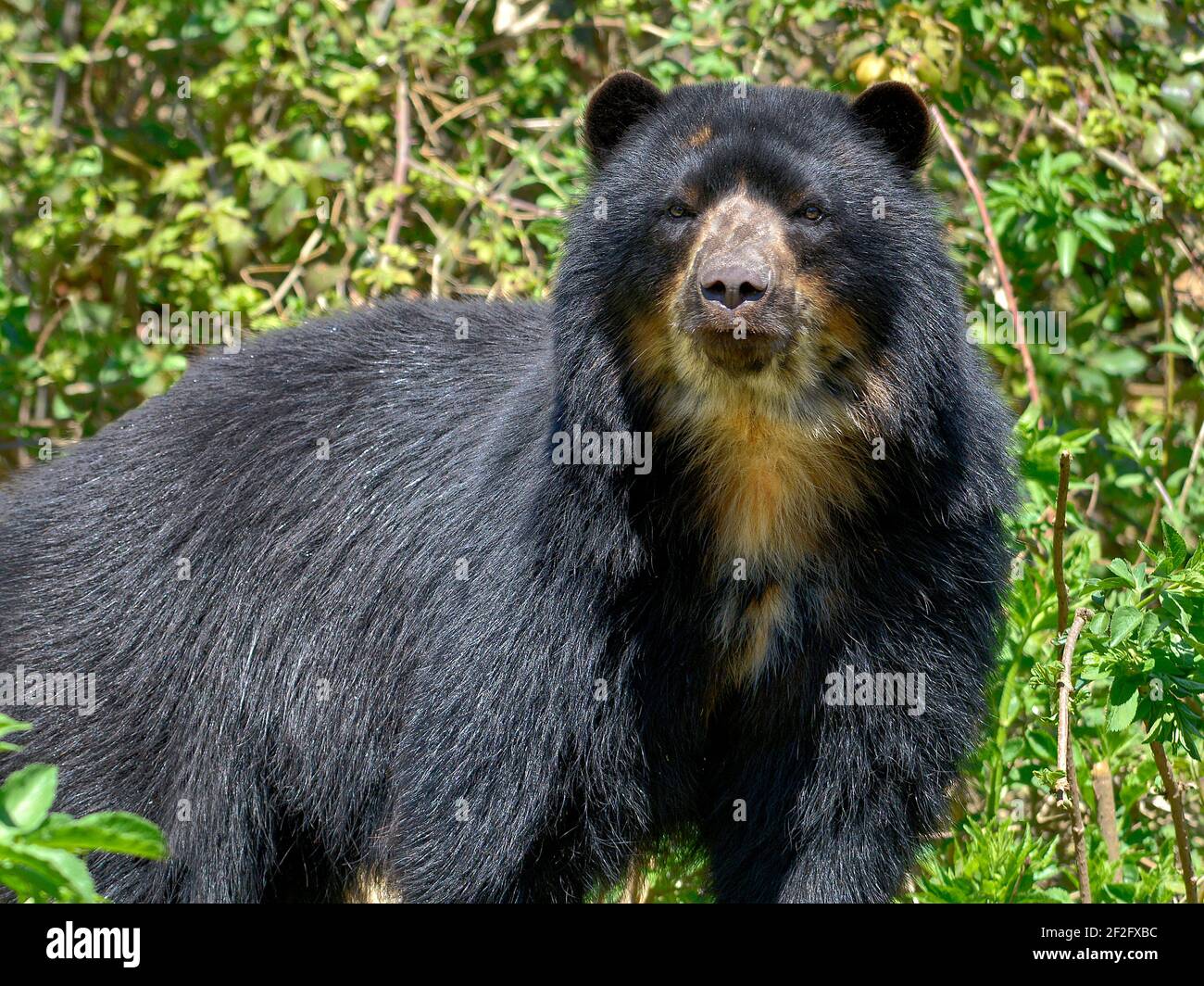 CloseupOrdino (Tremarctos ornatus) visto dalla parte anteriore Foto Stock