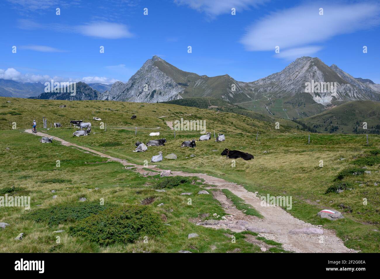 Italia, Trentino-Südtirol / Alto Adige, Alto Adige, Alpi Sarntal, Tschoegglberg, altopiano, Verano, Merano 2000 Bike Region Trail Tolerance, tour MTB su rotaia singola Foto Stock