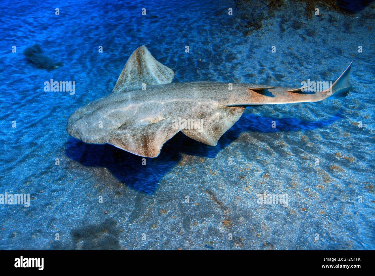 Gewöhnlicher Engelhai, Squatina squatina (Gran Canaria, Kanarische Inseln, Atlantischer Ozean) - Angelsqualo comune (Gran Canaria, Isole Canarie, Atla Foto Stock