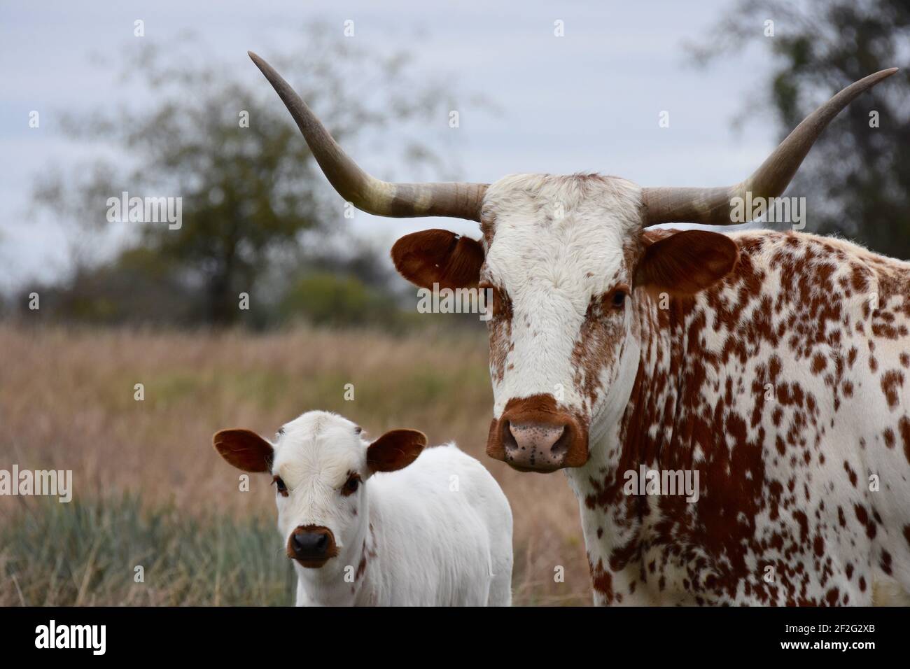 Longhorn Cattle, Texas, Stati Uniti Foto Stock