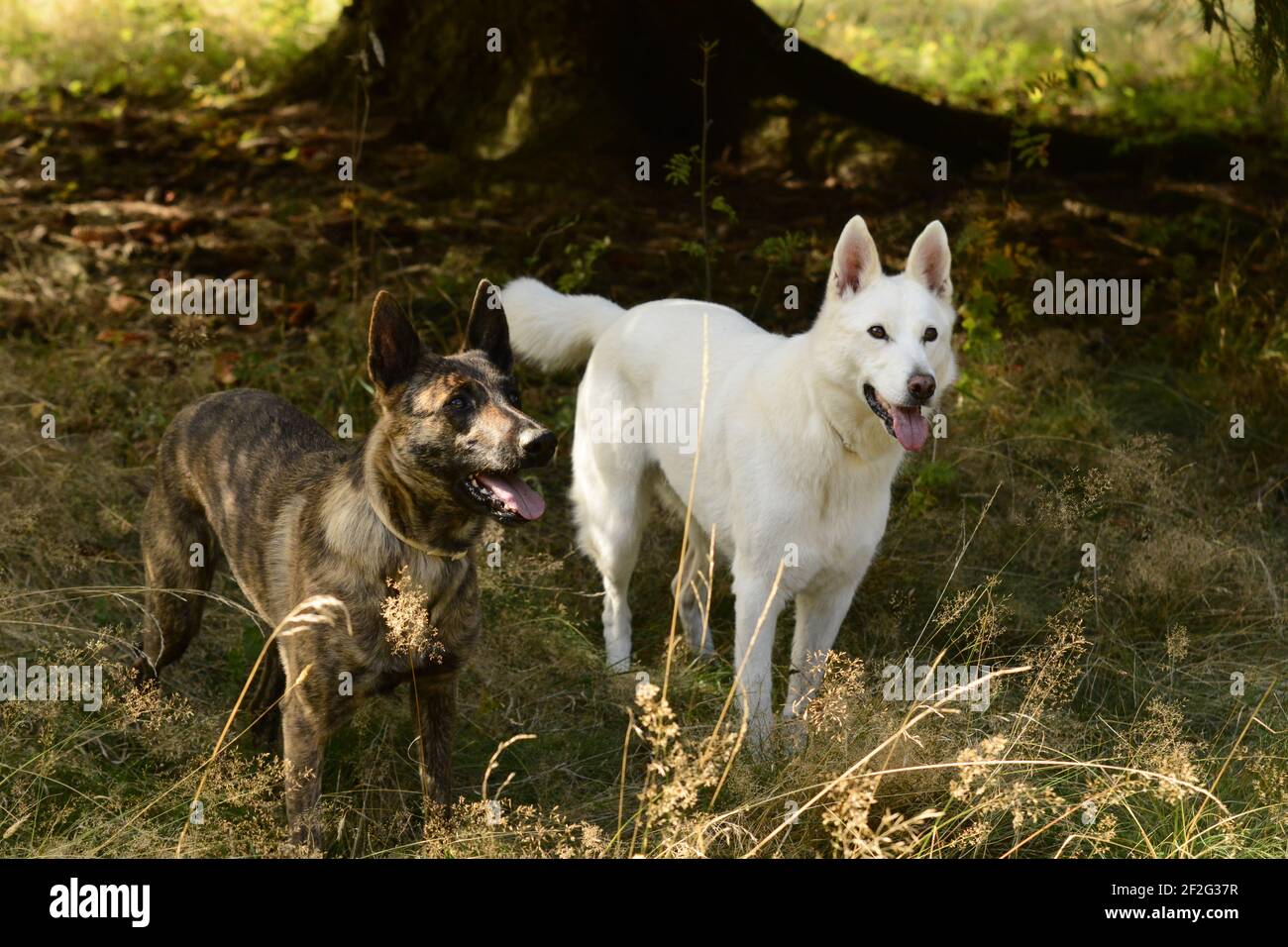 Dutch Shepherd e Husky mix Foto Stock