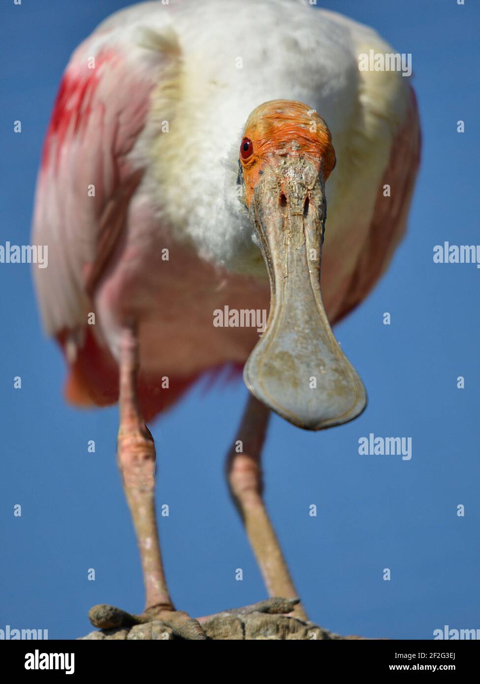 Cucchiaino di roseato di closeup (Platalea ajaja) visto dalla parte anteriore con il suo grande becco sul cielo blu sfondo Foto Stock