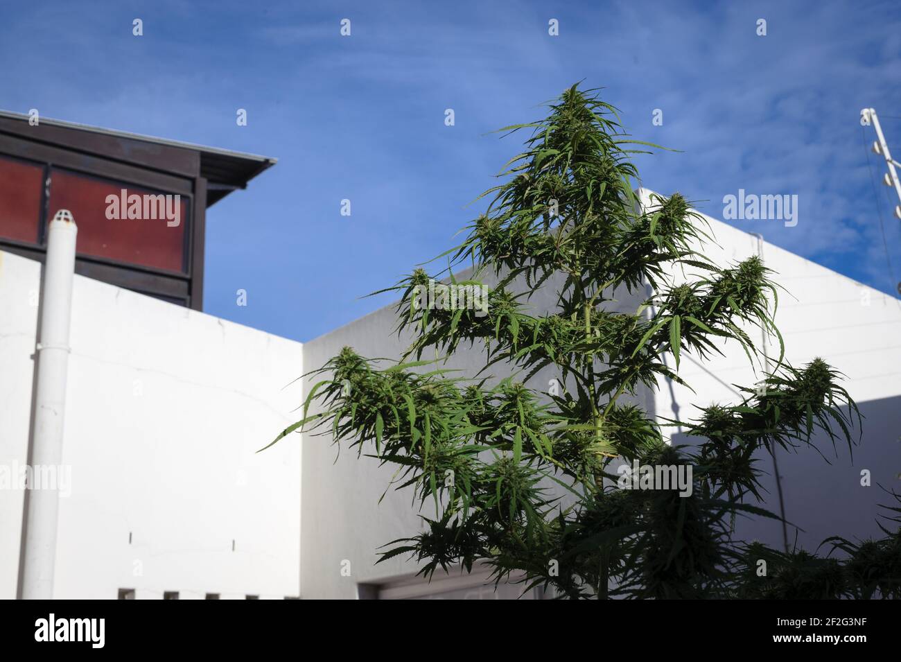 L'imminente legalizzazione da parte del Sudafrica della pianta di Cannabis precedentemente proibita Ha incoraggiato una rivoluzione marijuana coltivata in casa Foto Stock