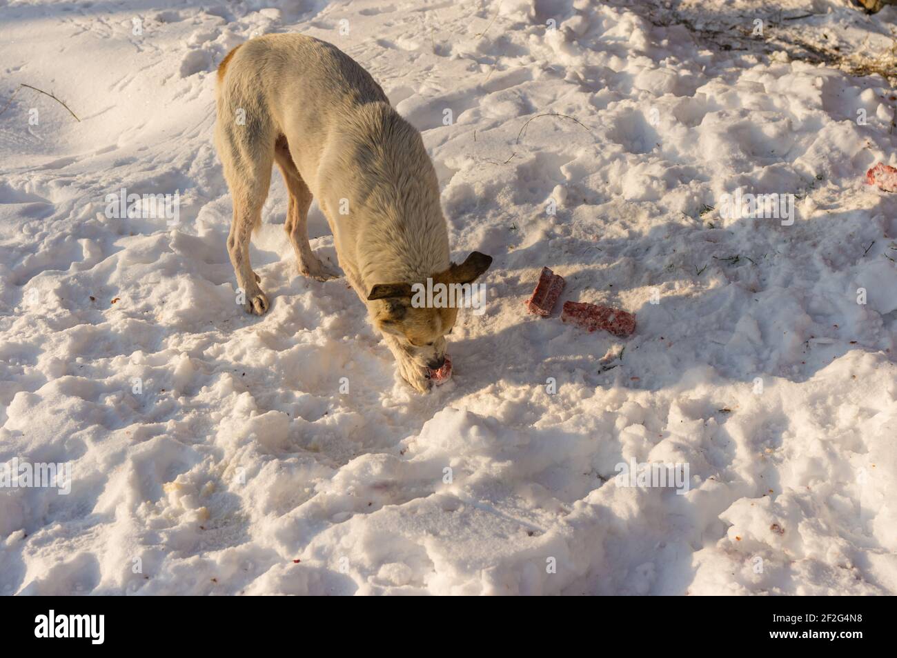 Giovani ossa vaganti del cane di razza mista lasciate da persone gentili Sulla strada innevata durante la stagione invernale in Ucraina Foto Stock