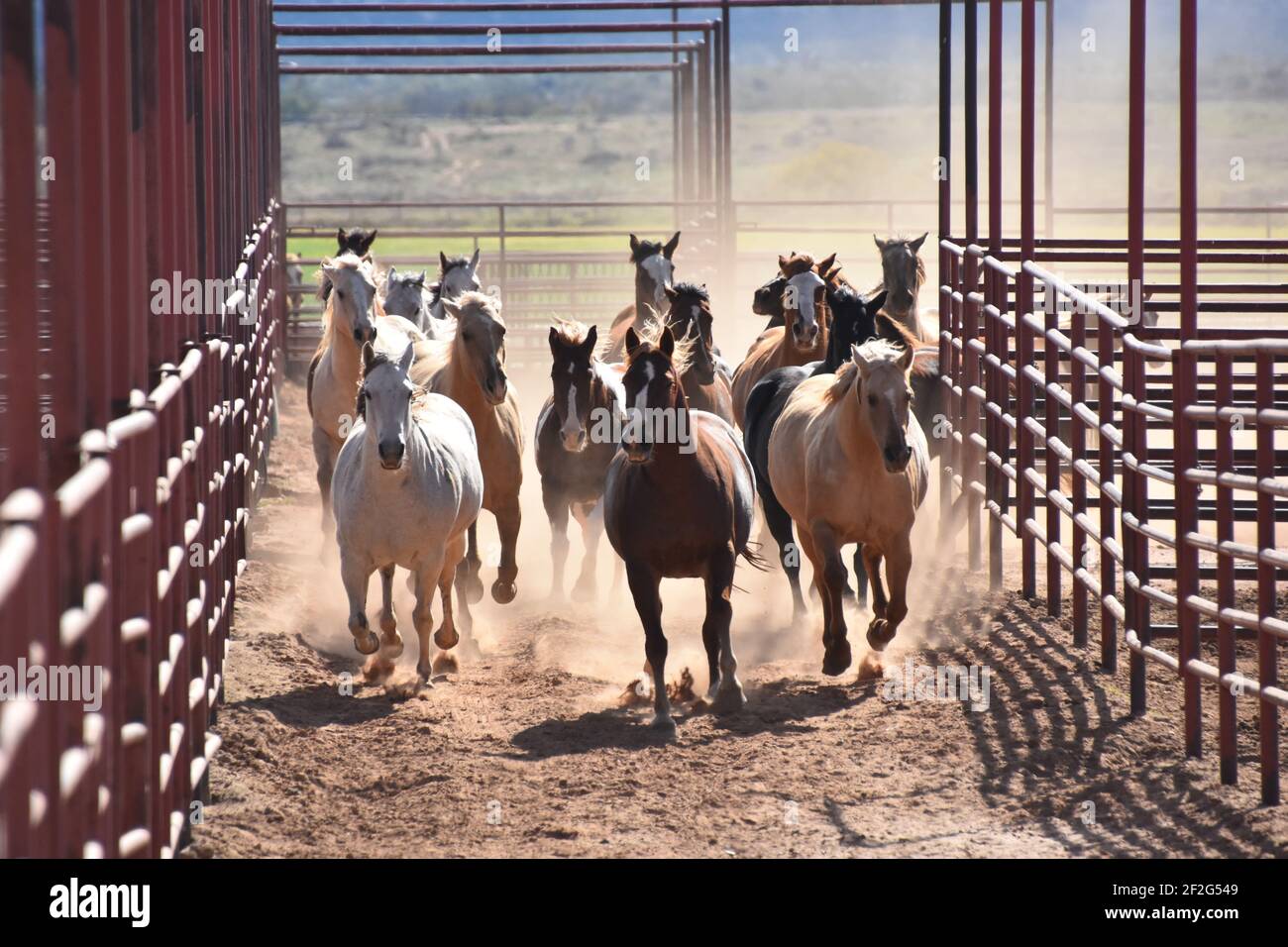 Cavalli da galoppo al 6666 Ranch, Guthrie, Texas, USA Foto Stock