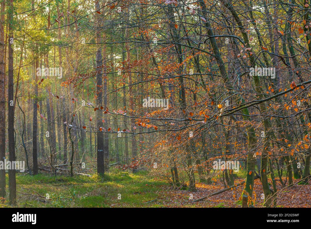 Raggi caldi di sole nella colorata foresta autunnale Foto Stock