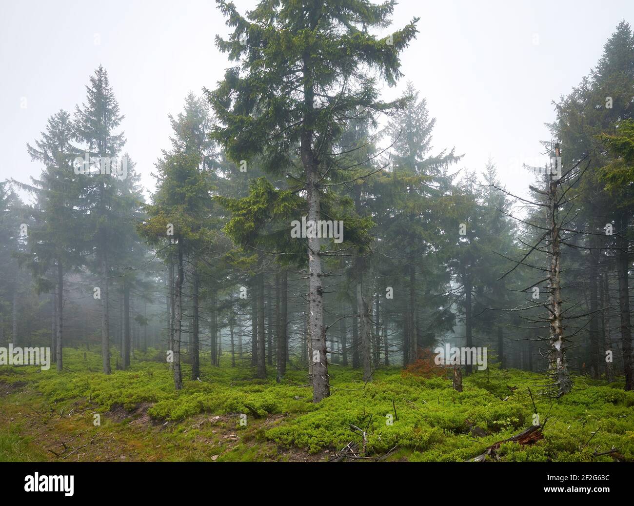Foresta scura in un giorno piovoso e foggoso. Foto Stock