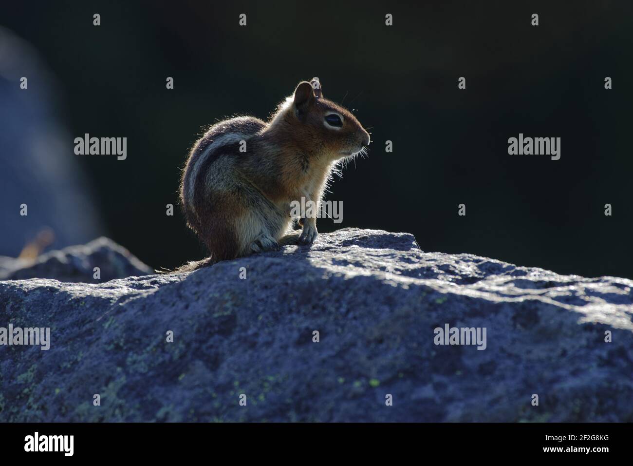 Golden-manled Ground Squirrel(Spermophilus saturatus) Mount Rainier Naironal Park Washington state, USA MA000422 Foto Stock
