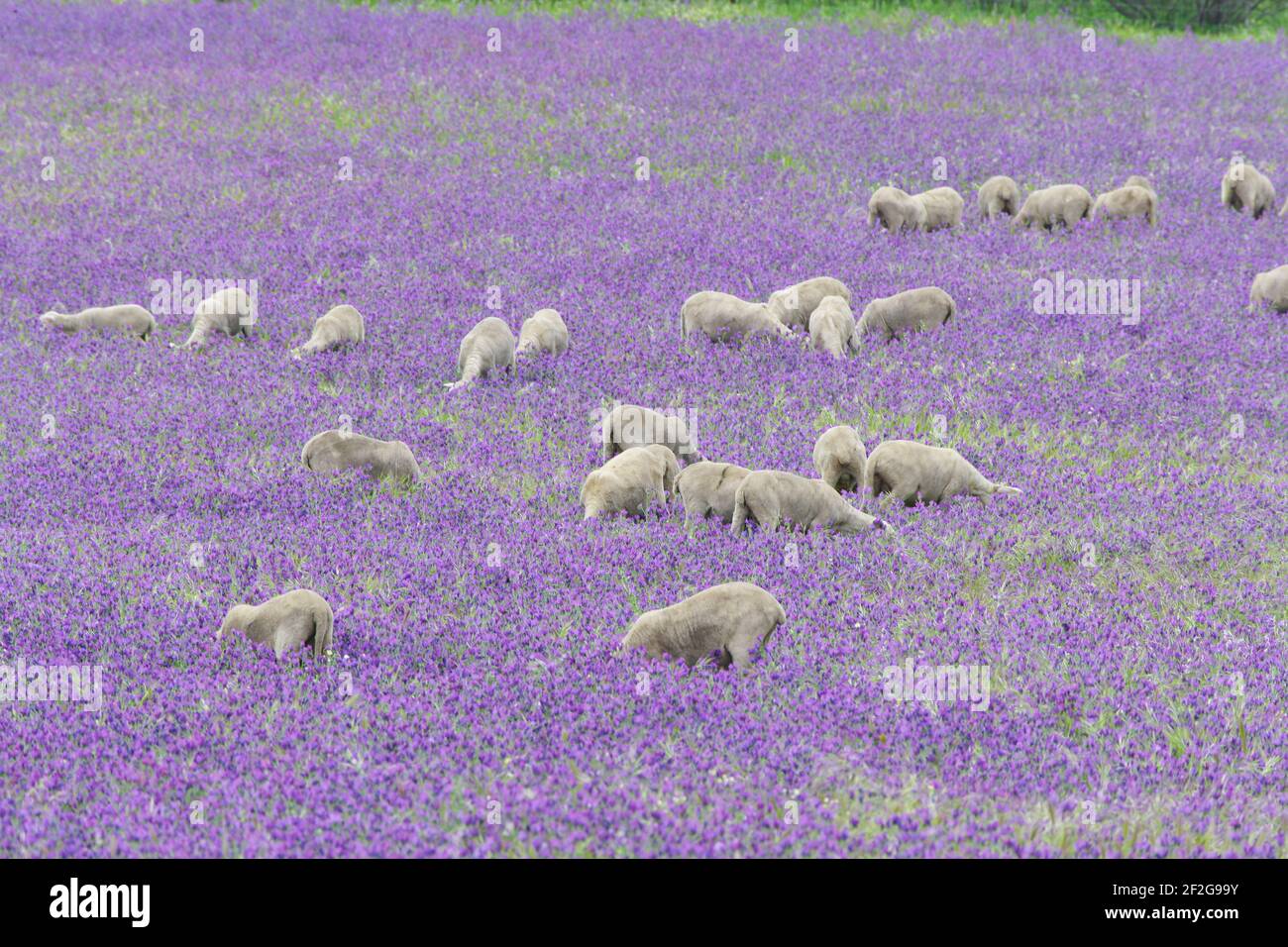 Pascolo delle pecore in fioritura FieldExtramadura, Spagna MA001166 Foto Stock