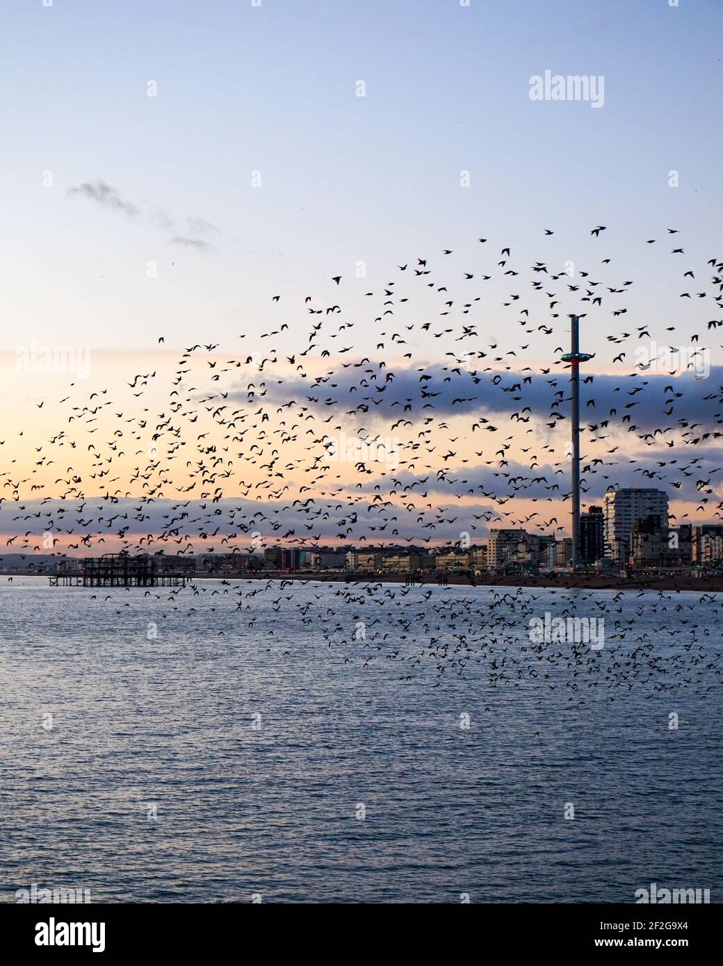 Brighton stellato bird murmurazione, vista dal molo, British Airways i360 Viewing Tower, tramonto invernale, volo uccelli neri, sciarming, città di mare Foto Stock