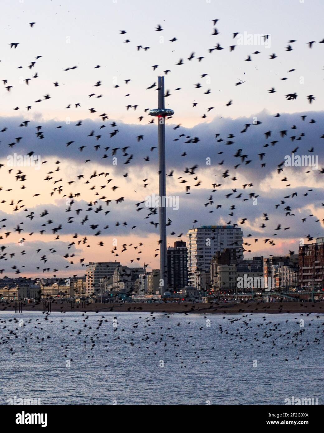 Brighton stellato bird murmurazione, vista dal molo, British Airways i360 Viewing Tower, tramonto invernale, volo uccelli neri, sciarming, città di mare Foto Stock