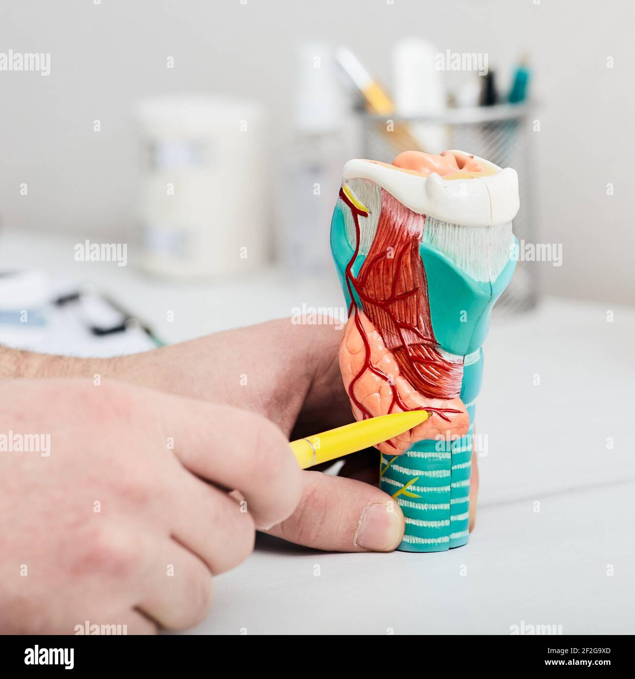il medico punta a pennare la ghiandola tiroidea allargata su un modello anatomico, primo piano. Trattamento di malattie della tiroide Foto Stock