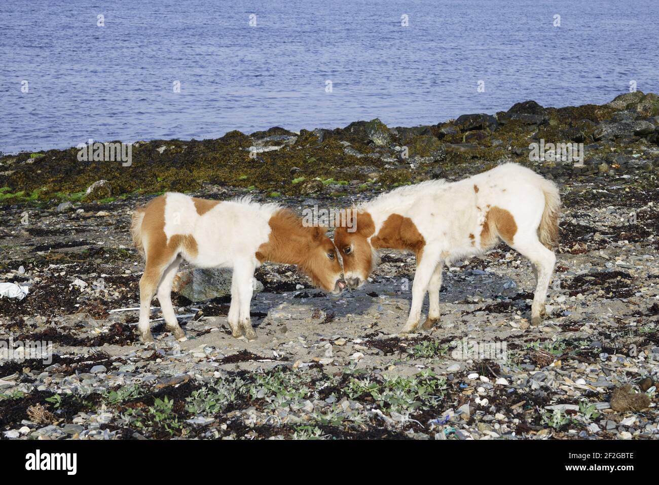 Shetland Pony - Foals Playing on BeachUnst, Shetland, UK MA001341 Foto Stock