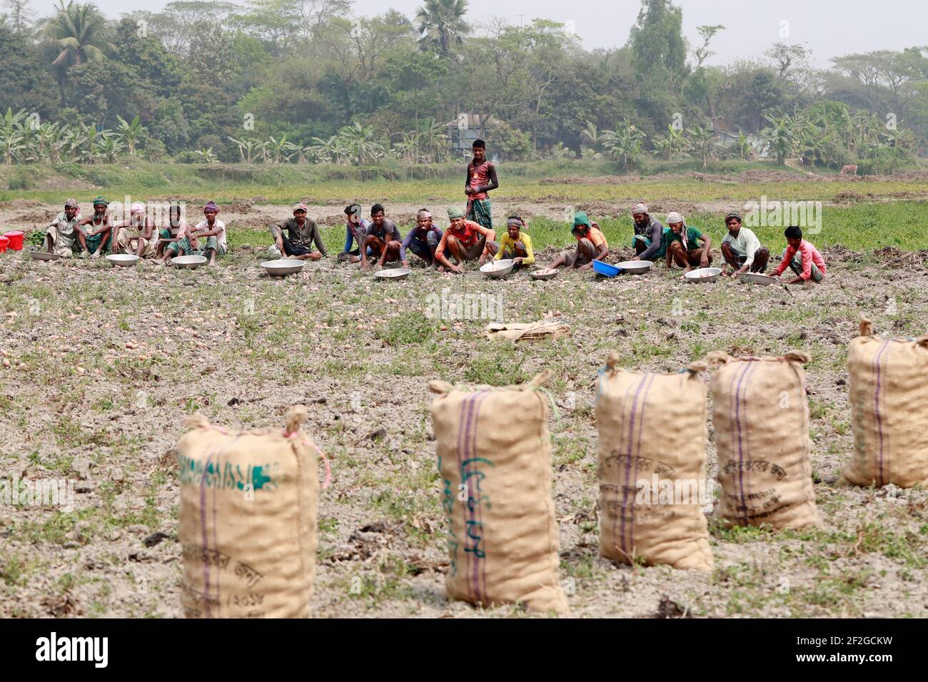 Munshiganj, Bangladesh - 12 marzo 2021: Un gruppo di contadini che raccoglie patate dai campi di Munshiganj. La più alta produzione di patate a Banglad Foto Stock