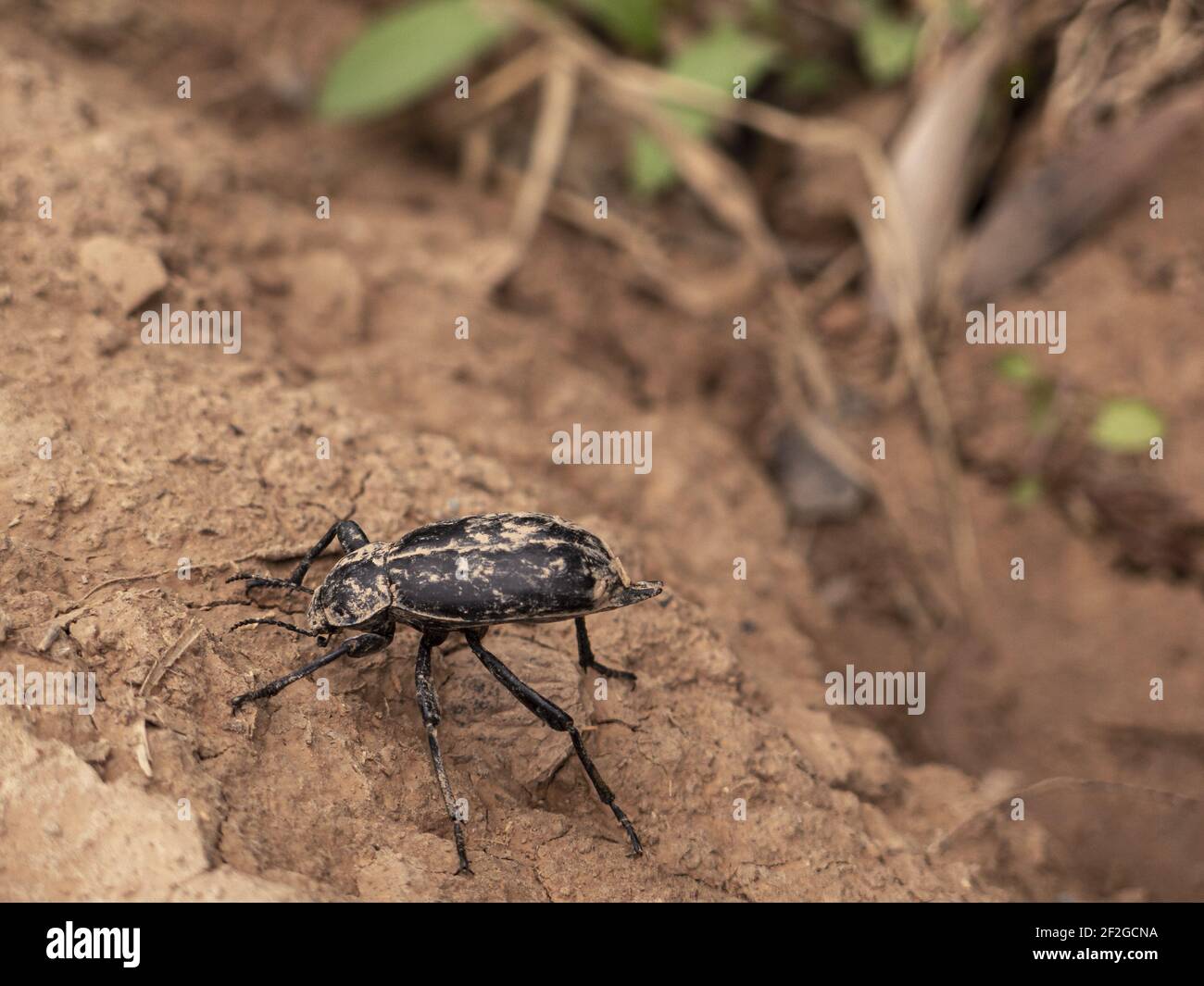 Un primo piano di un grande scarabeo che cammina su un terreno sabbioso sporco Foto Stock