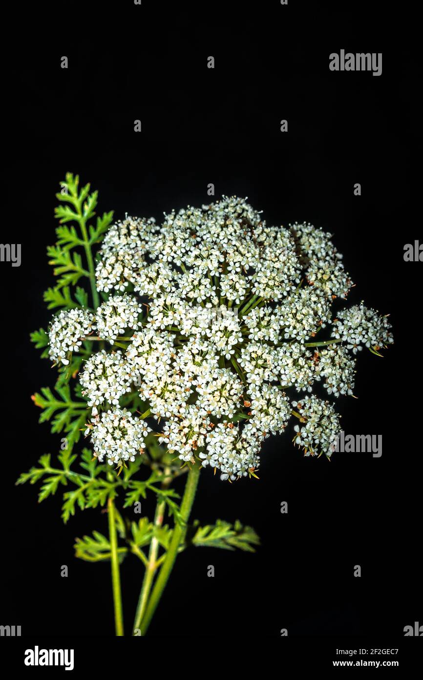 Carota (Daucus carota subsp. Sativus) fioritura, Uganda, Africa Foto Stock