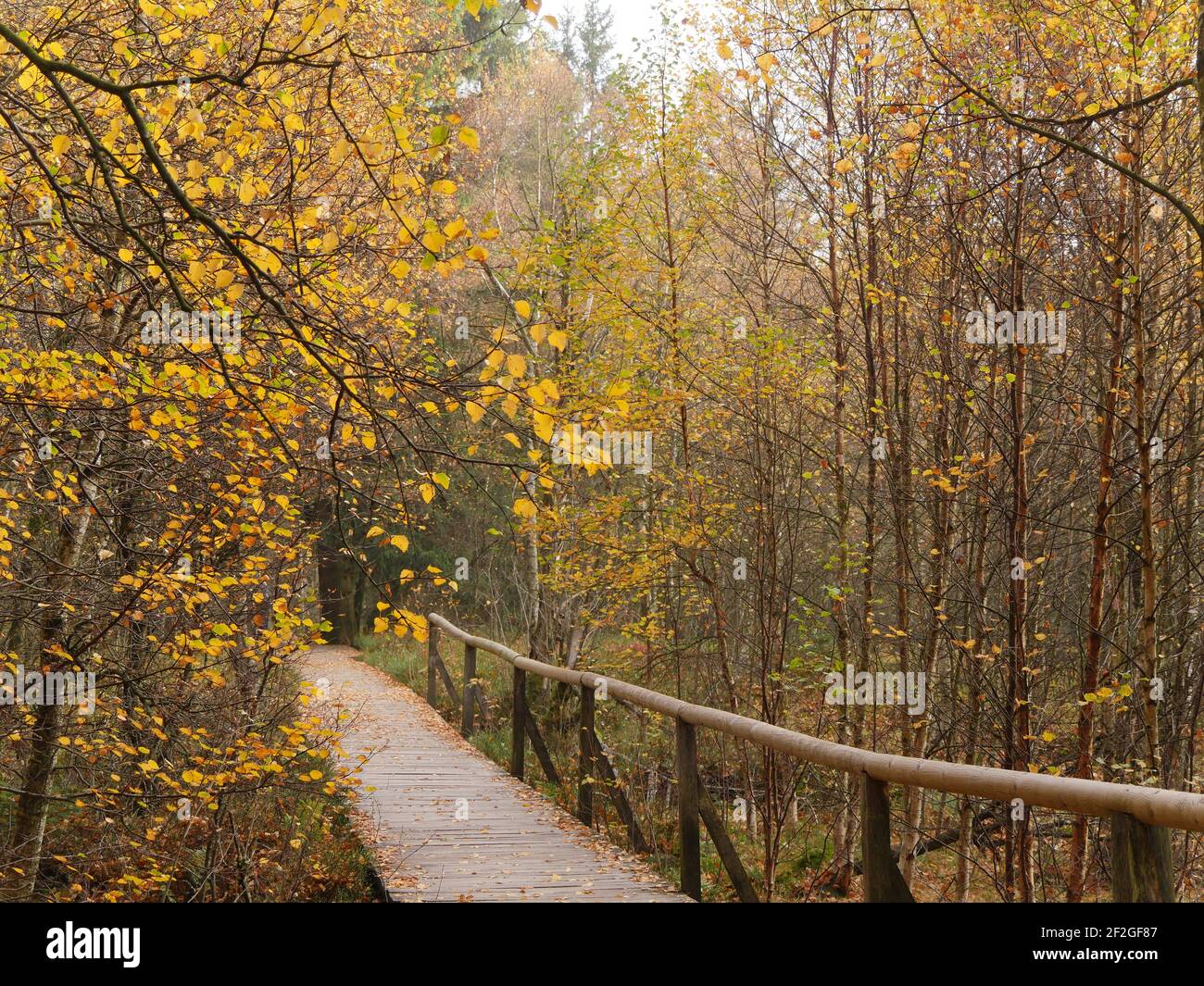 Red Moor in autunno, Boardwalk, Safe Path attraverso il Moro, Downy Birches, Rhoen, Germania Foto Stock