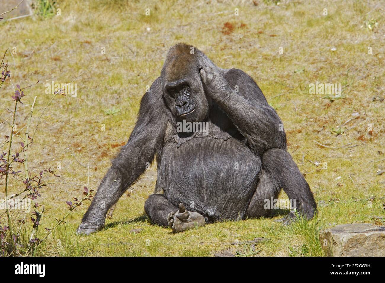 Western Lowland GorillaGorilla gorilla gorilla Apenheul Paesi Bassi MA001582 Foto Stock