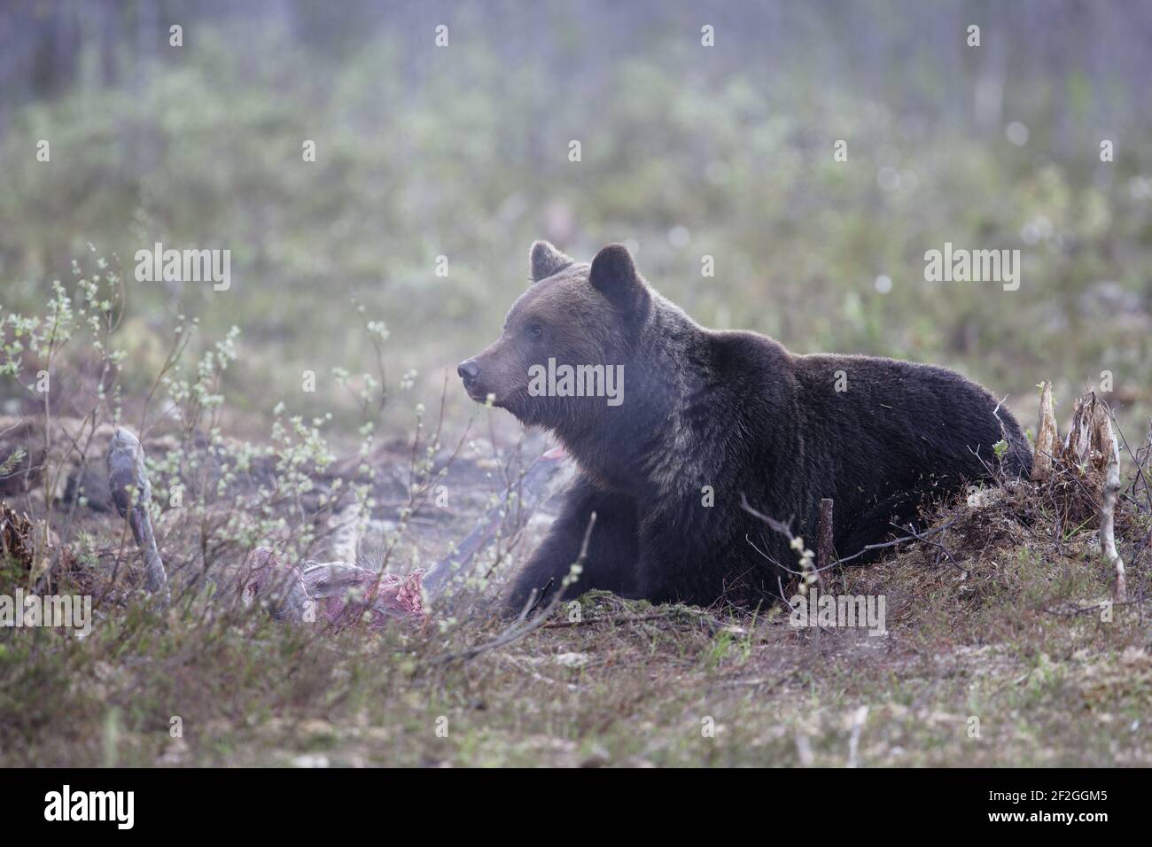 Orso bruno europeo - a Elk CarcassUrsus arctos arctos orientale Finlandia MA001619 Foto Stock