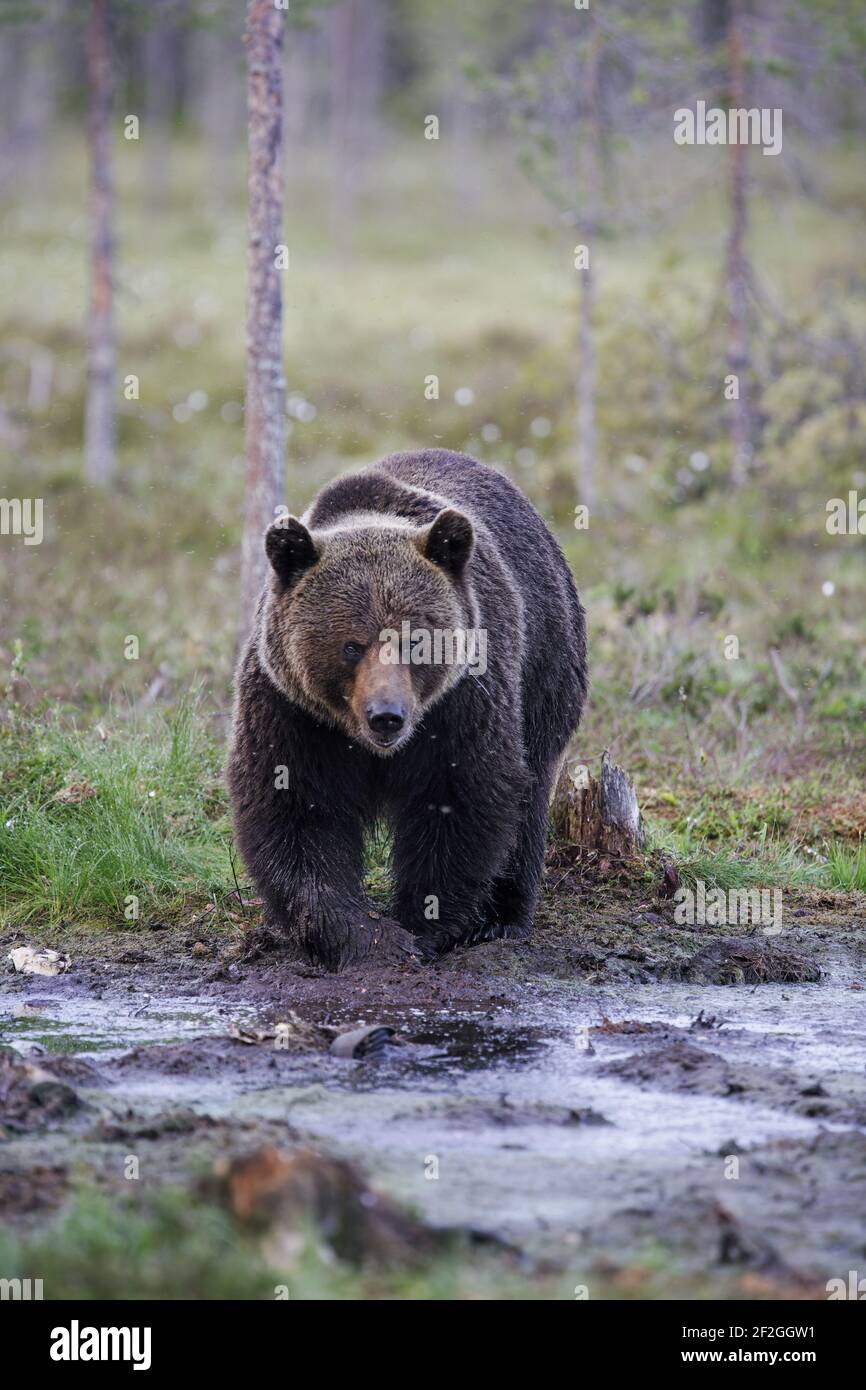 European Brown BearUrsus arctos arctos Finlandia orientale MA001637 Foto Stock