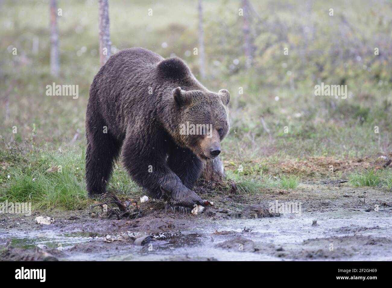 European Brown BearUrsus arctos arctos Finlandia orientale MA001639 Foto Stock