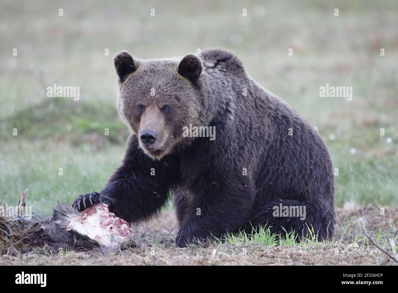 Orso bruno europeo - alimentazione su CarrionUrsus arctos arctos orientale Finlandia MA001666 Foto Stock