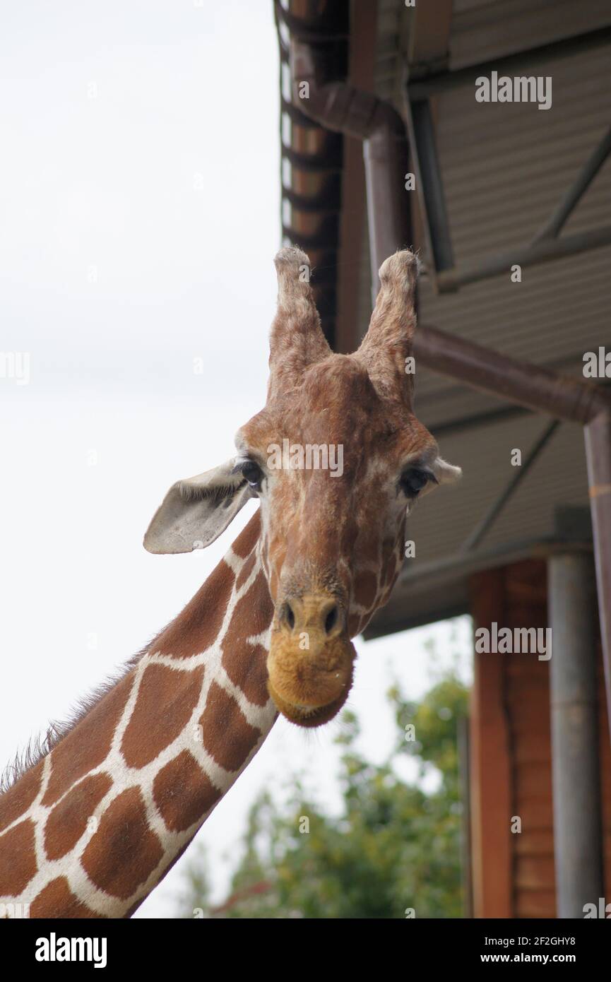 La giraffa il ritratto Foto Stock