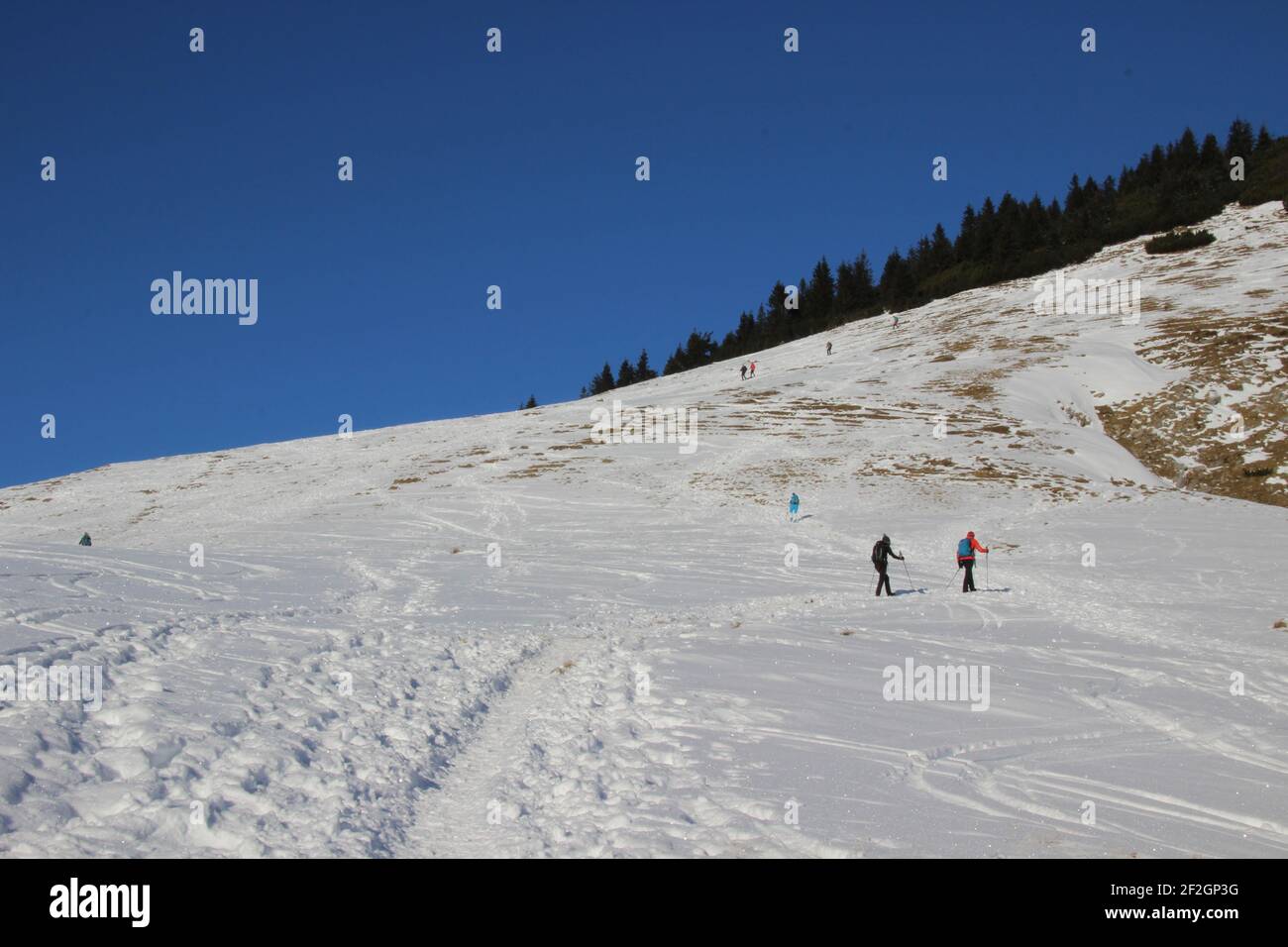 Escursione invernale attraverso la foresta di montagna fino al Simetsberg. Germania, Baviera, Walchensee, Einsiedl, salita in cima, scialpinista, Foto Stock