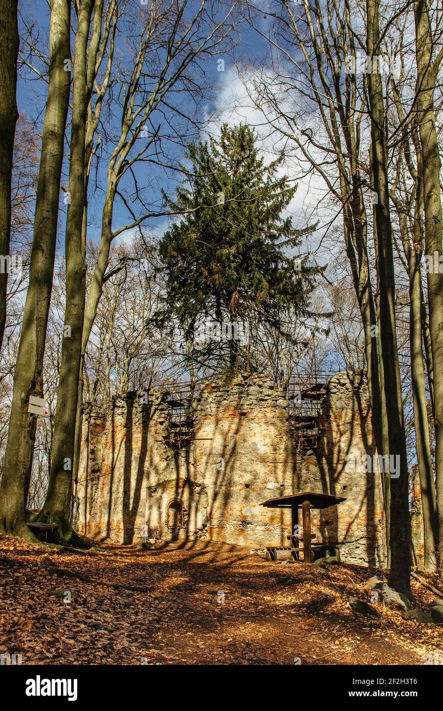 Rovine di Cappella di Santa Maria Maddalena sulla collina di Maly Blanik, Boemia centrale, Repubblica Ceca.luogo pellegrinaggio con grande abete rosso crescente Foto Stock