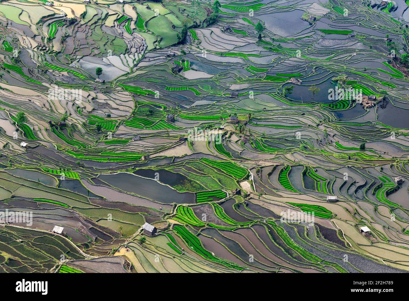 Geografia / viaggio, Cina, Yunnan, impressionanti risaie terrazze culture nella regione di Yuanyang, a la, Additional-Rights-Clearance-Info-Not-Available Foto Stock