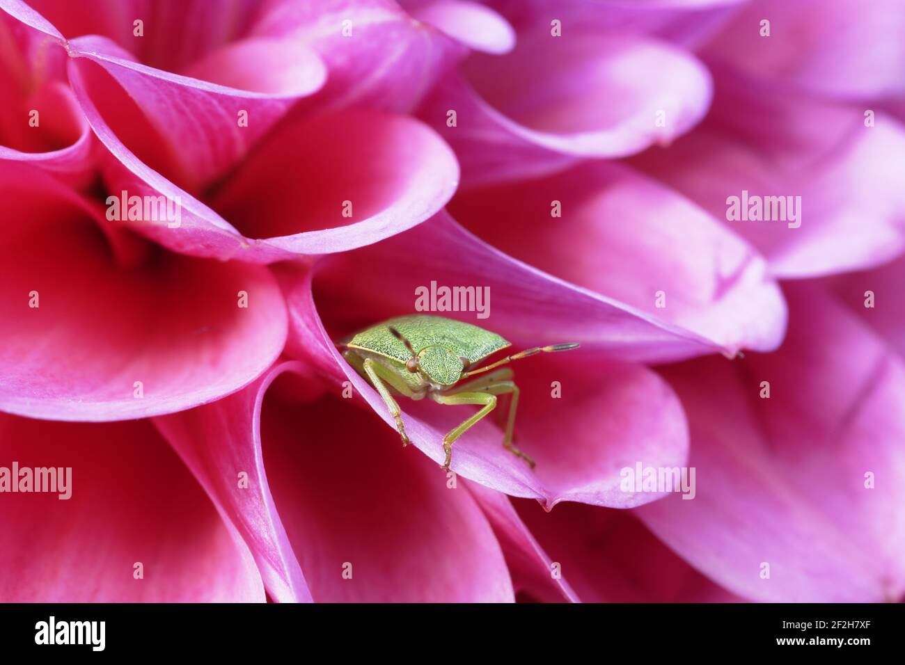 Green Shield Bug - on Pink DahliaPalomena prasina Essex, UK IN000513 Foto Stock