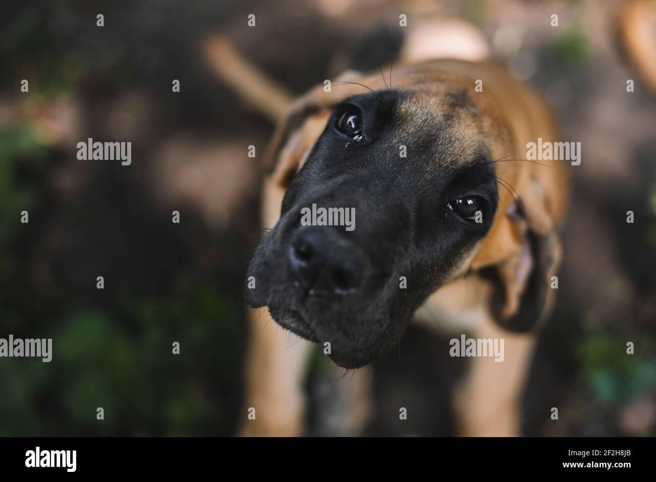 Cucciolo, grande danese, Foto Stock