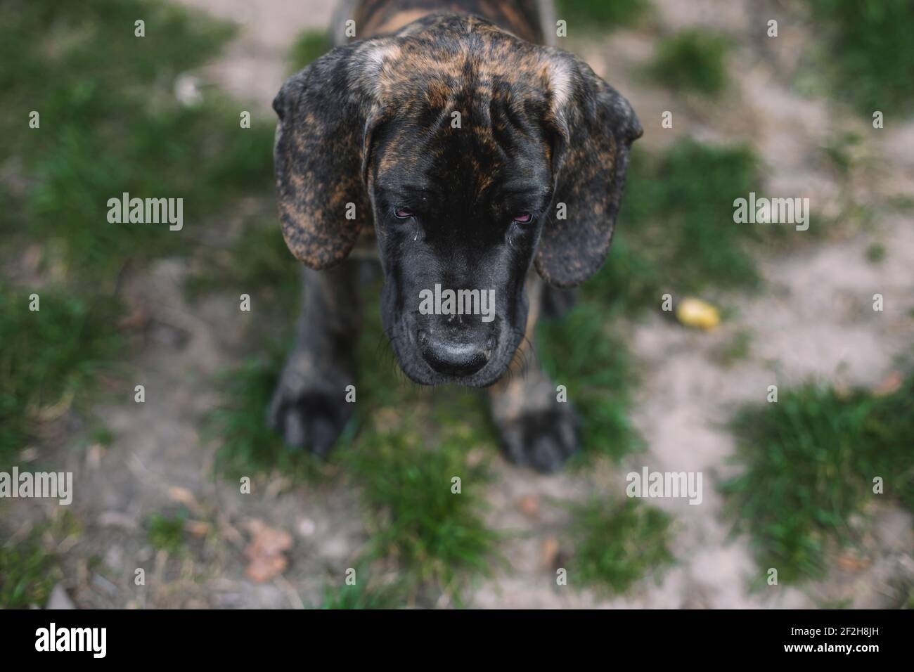 Cucciolo, grande danese, Foto Stock