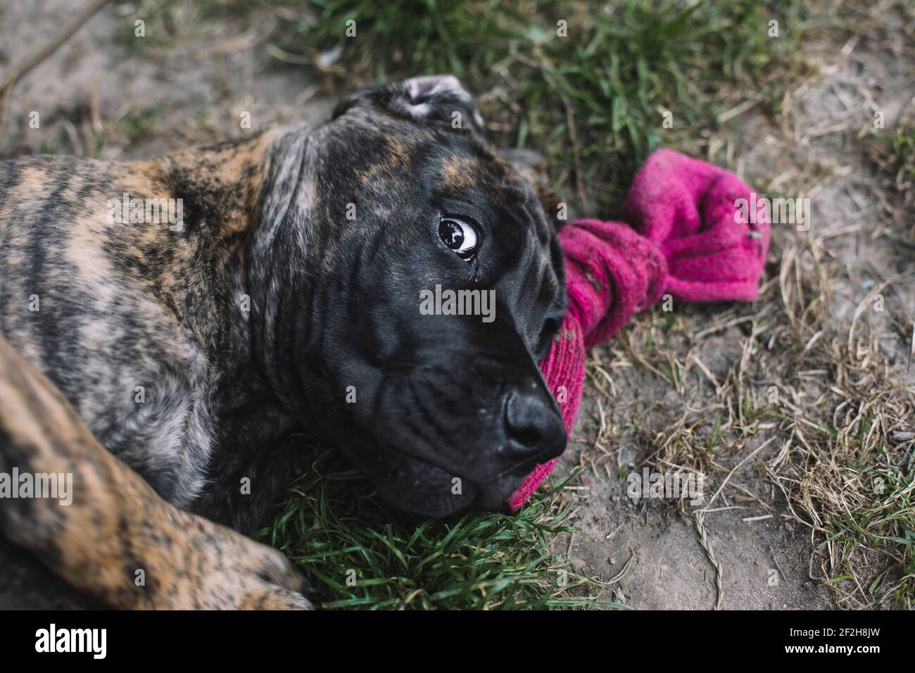 Cucciolo, grande danese, Foto Stock