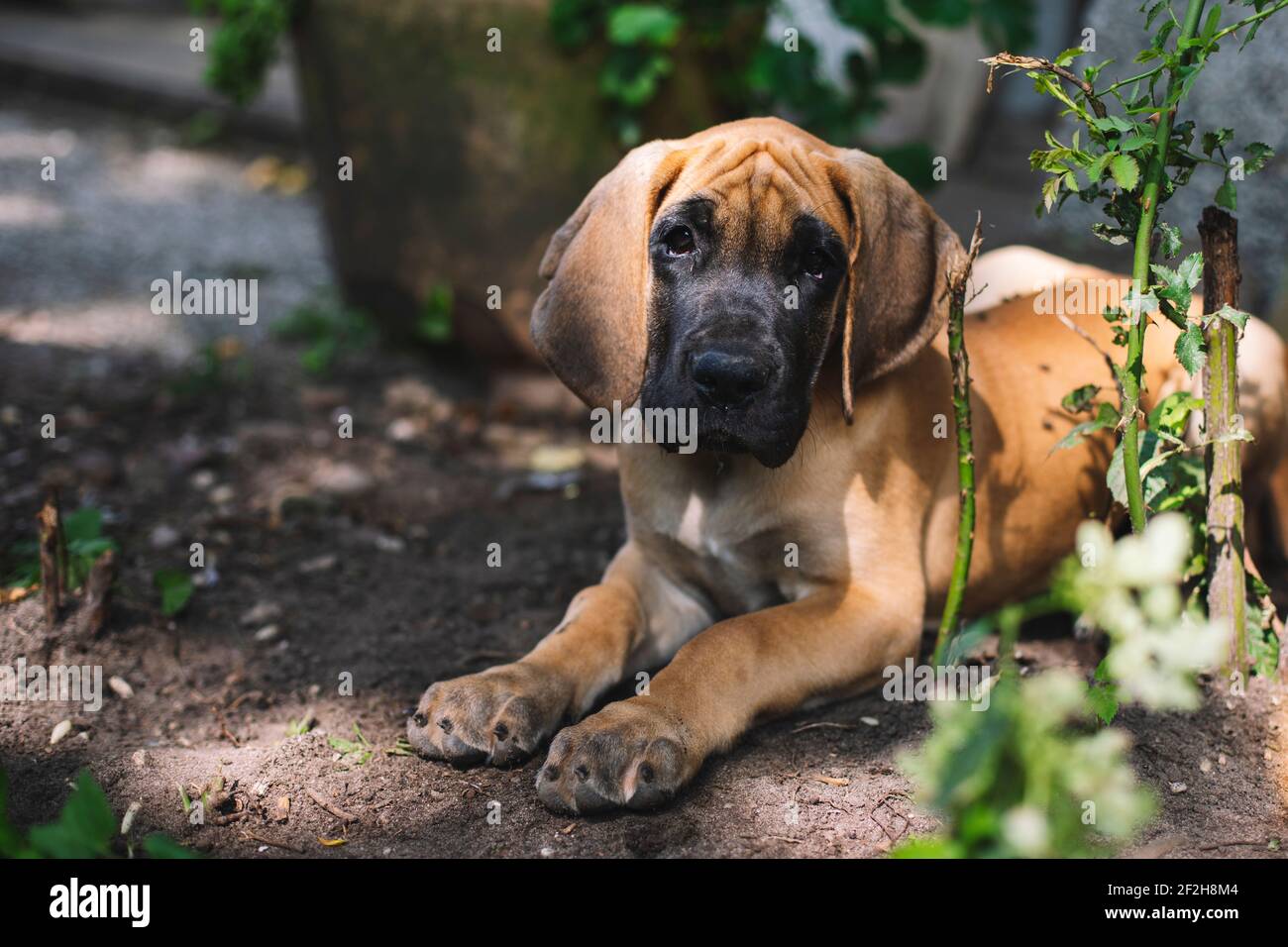 Cucciolo, grande danese, Foto Stock
