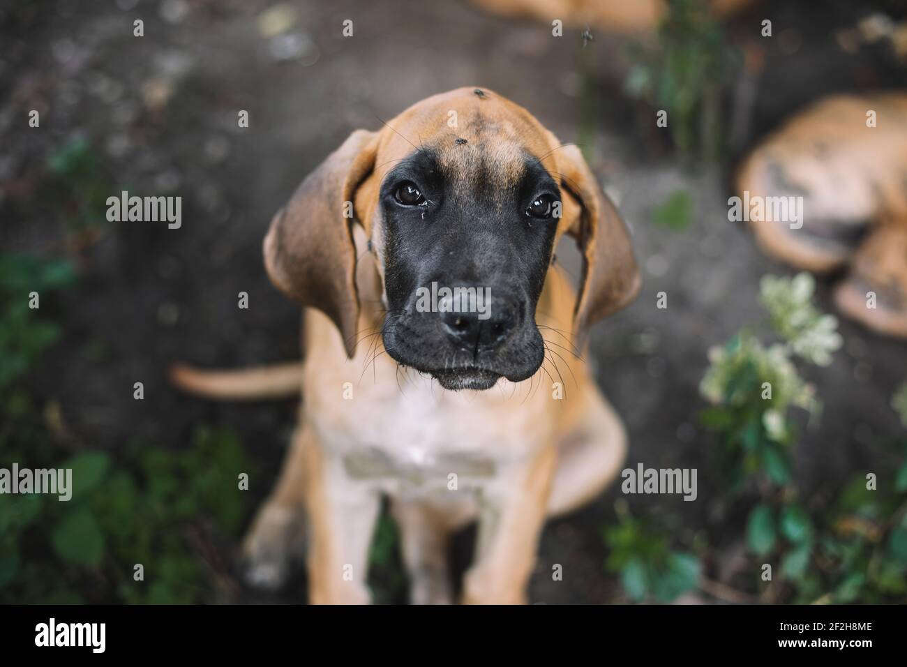 Cucciolo, grande danese, Foto Stock