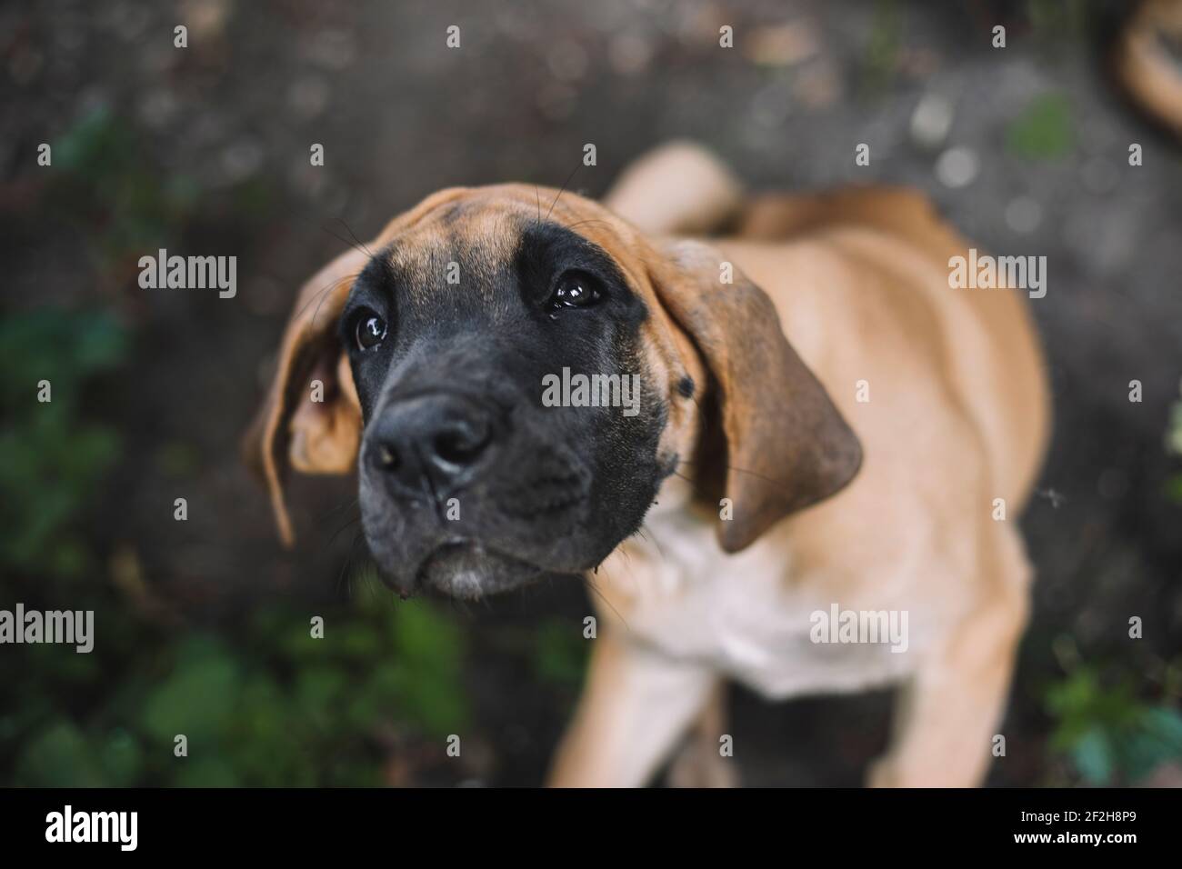 Cucciolo, grande danese, Foto Stock