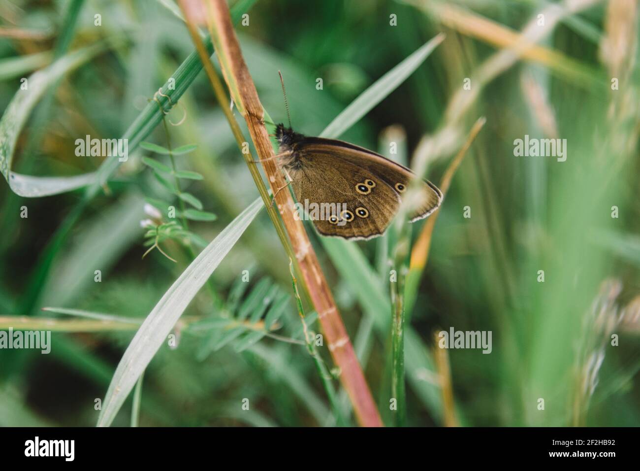 Lama di erba, uccello della foresta marrone, iperantus di Aphantopus Foto Stock