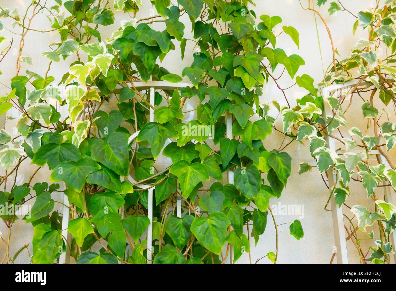 Hedera era verde edera e variegato sul muro Foto Stock