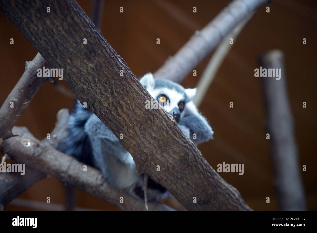 Famiglia di lemuri con coda ad anello Foto Stock