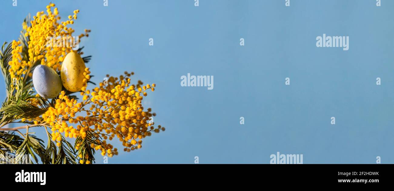 Buon modello di banner pasquale con uova di Pasqua e fiore di mimosa su sfondo blu Foto Stock